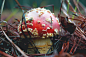 shallow focus photography of red and brown mushroom photo – Free Fungus Image on Unsplash