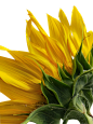 花4
