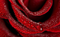 高清晰带露珠的红色玫瑰花瓣