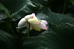 夏天夏季夏日荷花盛开荷叶莲蓬花卉壁纸美景图片下载