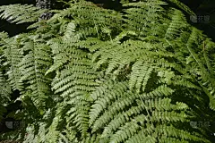 蕨类,绿色,森林,在下面,清新,壁纸,树荫,枝繁叶茂,松树,阴影