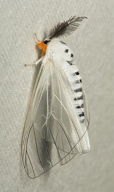 Clearwing Tussock Mo...