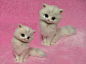 PDF Tutorial II: Needle Felted Long-haired Cat; How to Felt the Long Hair, Needle Felting : PDF Tutorial II: Needle Felted Long-haired Cat; How to Felt the Long Hair, Needle Felting    This listing is for a very detailed step-by-step