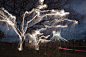  ✨

Vitor Schietti 的火树银花

这是来自巴西的摄影师Vitor Schietti的光绘摄影作品，他用烟火点亮了树的四周，搭配长时间曝光和后续手绘补光，最后出现了树上如雨下的浪漫光丝
• ​​​​