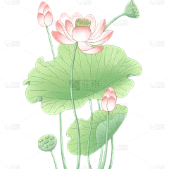 植物通用清新工笔画荷花荷叶组合元素素材
