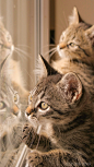 猫猫