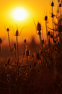 许许许许许许许小柒采集到ら Sunflower【摄影】