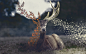 General 1732x1080 deer animals nature forest Hungary sparkle