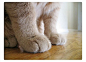 宠物图片：温柔的猫爪 (4)