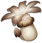 philanemo_mushroom