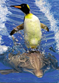 Dolphin Taxi