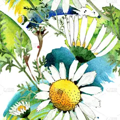 洋甘菊花卉植物花。野生春叶分离。水彩插图集。水彩画时尚水瓶座。无缝的背景模式。织物壁纸打印纹理.