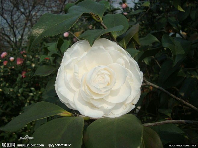 茶花_茶花图册_百度百科