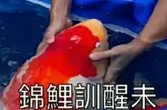 锦鲤今日用咗未？粤语表情包真的可以为所欲为