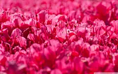 唯美植物花卉高清壁纸大全