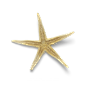 超高清 海星 海螺 贝壳 珊瑚 海马等 航洋生物主题 png元素 starfish-10