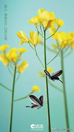 阿池！采集到节日节气