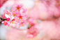 sonic oasis的花朵摄影图片