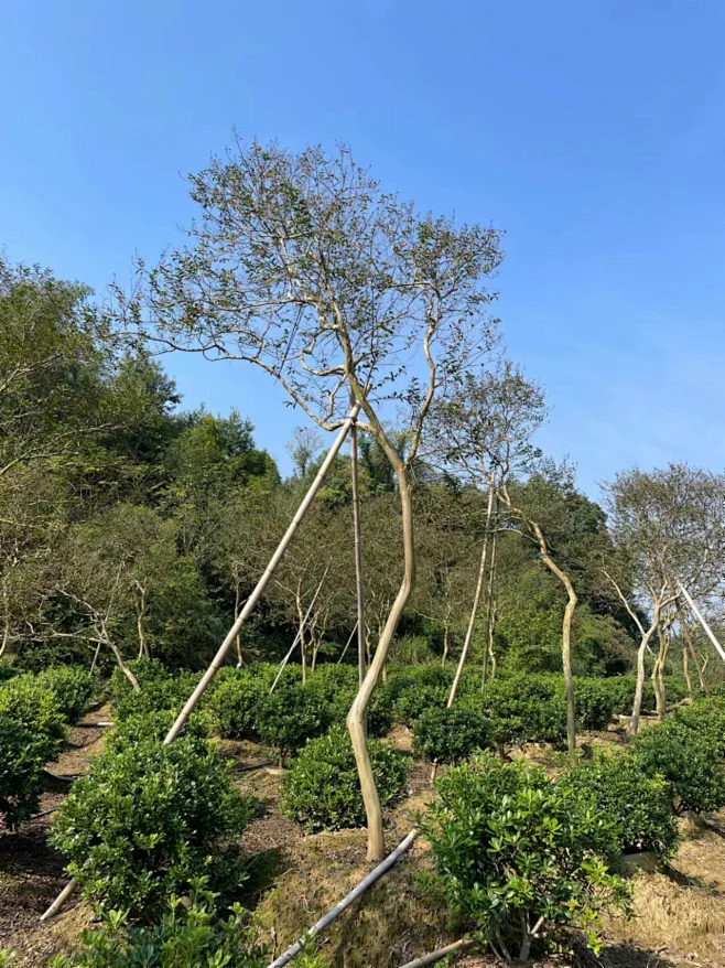 杂木紫薇-花瓣网