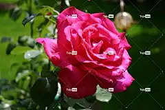 花 玫瑰花 花壁纸 玫瑰 美丽的花朵 自然 高贵的玫瑰 花卉背景