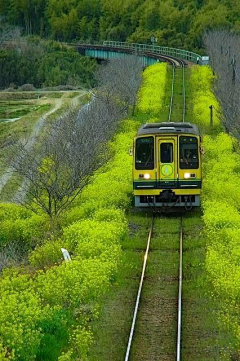 杀了她采集到囍绿