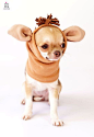 Pet costume, Snood for dogs, Dog snood, Dog hats, Dog costume, Chihuahua, Cats, Horse costume, Halloween dog, Smal size dogs, Ear snood