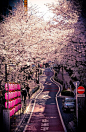 愛日本: Hanami (Cherry Blossom Viewing) in Tokyo: 