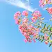 小小燕尾蝶