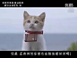 日本Recruit广告：萌猫师徒去旅行