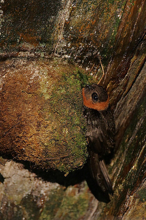 雨燕目雨燕科白领黑雨燕属栗领黑雨燕