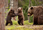 General 7000x5000 nature animals bears forest trees playing baby animals