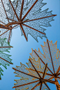 其中包括图片：Pergola art with Canadian maple design for public park