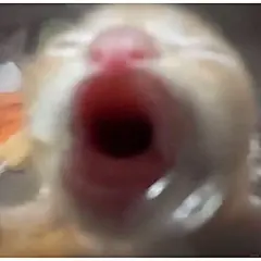 有没有如此的小猫表情包or头像_与月亮知悉_来自小红书网页版-2