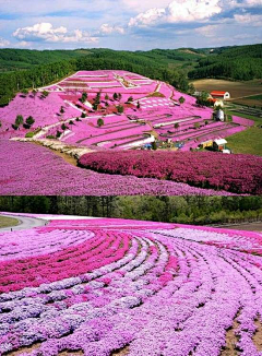 紫盆花采集到花景观