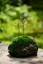 苔藓丨微景观 ​​​​
