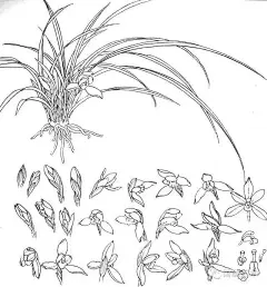 书画联盟丨工笔白描花卉写生方法 及一组白描花卉素材 : 书画联盟丨工笔白描花卉写生方法 及一组白描花卉素材,写生,书画,工笔,白描,牡丹