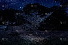 美丽抽象的纹理，彩色的黑白花卉和树木植物森林景观上的黑暗和极光北极星和星星天空银河银河的背景和壁纸