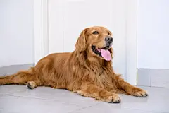 点击来源直接获取大图文件 |可爱的金毛犬趴在地上