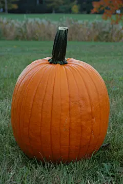 蔬菜南瓜有机食材图片