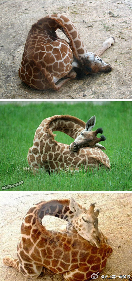 【萌图】原来，长颈鹿睡觉是这样的啊！呃。...