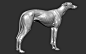 greyhound dog, Dmitrii Prosov : sculpt