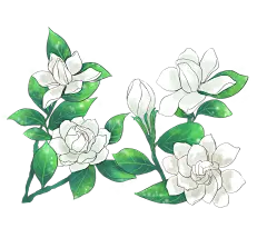 手绘茉莉花