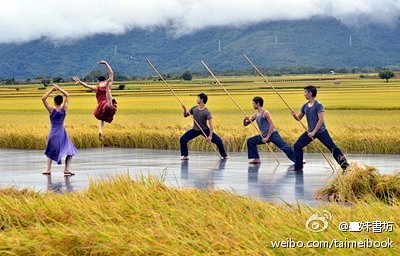 【太棒了】雲門舞集今天下午在池上伯朗大道...