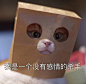 #原图精选# 
今日份热门表情包原图精选~
嘤嘤嘤 ​​​​
