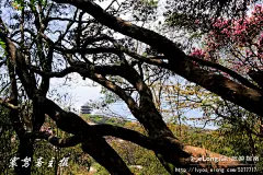 【巴山渝水】登金佛山顶欣赏美丽的高山杜鹃, 寰驽斋旅游攻略