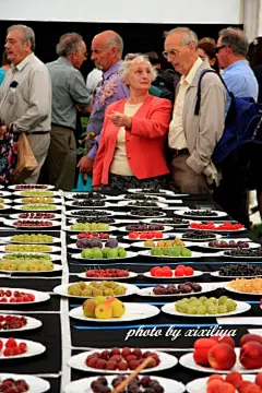 [转载]看英国北方最大的花展，五光十色