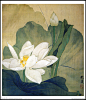 俞致贞 白荷