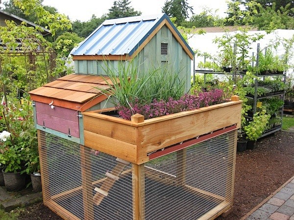 【庭院DIY】花园里的鸡舍——豪华别墅型