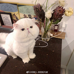 大野智的小和也采集到生无可恋