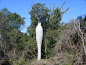 【图片】【植物地理频道】第一集 马达加斯加岛_植物吧_百度贴吧
非洲霸王树 Pachypodium lamerei